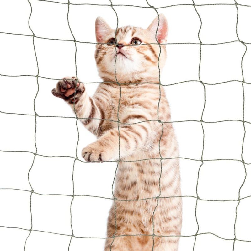 Katzennetz - Robust